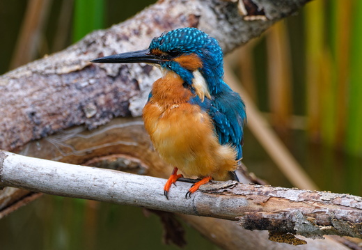 Eisvogel