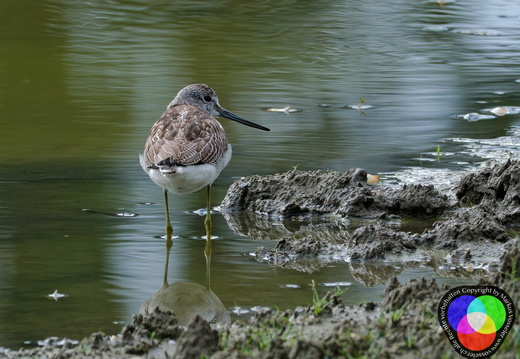 Wasserläufer